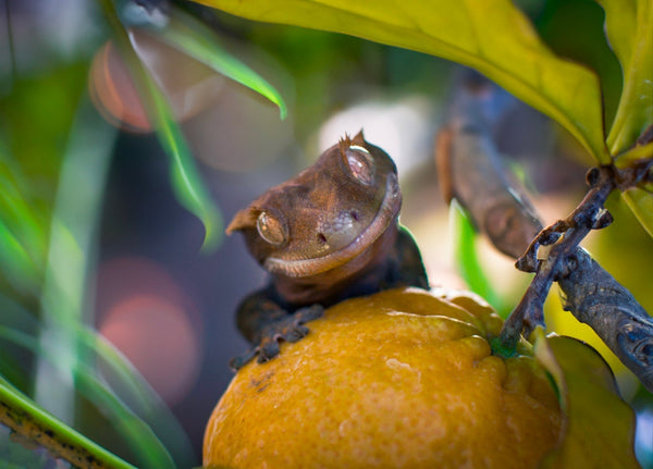 Don't Feed These Fruits to Your Reptile!!