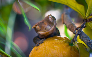 Don't Feed These Fruits to Your Reptile!!