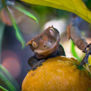 Don't Feed These Fruits to Your Reptile!!
