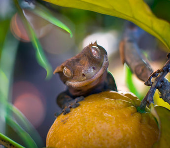 Don't Feed These Fruits to Your Reptile!!