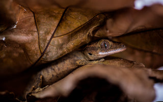 Crested Gecko Complete Substrate Guide