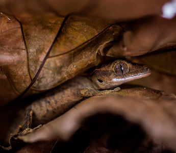 Crested Gecko Complete Substrate Guide