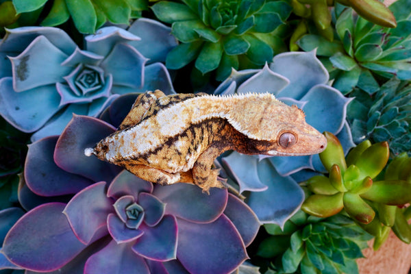 What To Do If Your Gecko Drops Their Tail | Zen Habitats