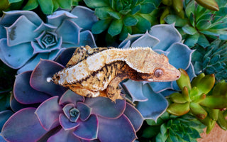 What To Do If Your Gecko Drops Their Tail | Zen Habitats