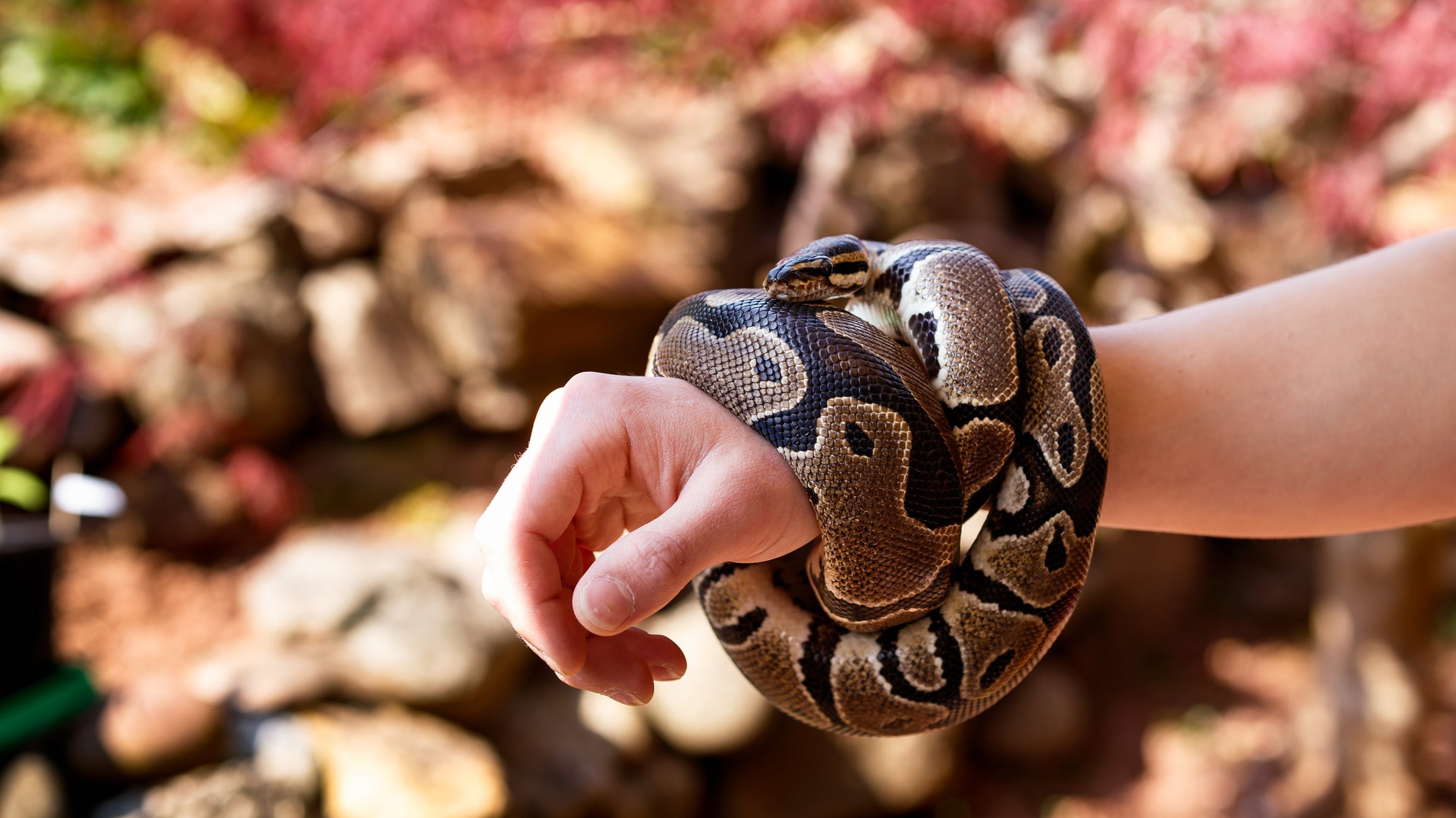 Baby Ball Python Bite