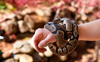 Are Ball Pythons Good Pet Snakes for Beginners? | Zen Habitats