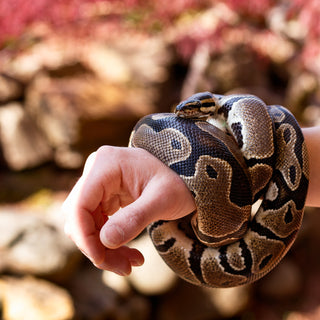 Are Ball Pythons Good Pet Snakes for Beginners? | Zen Habitats