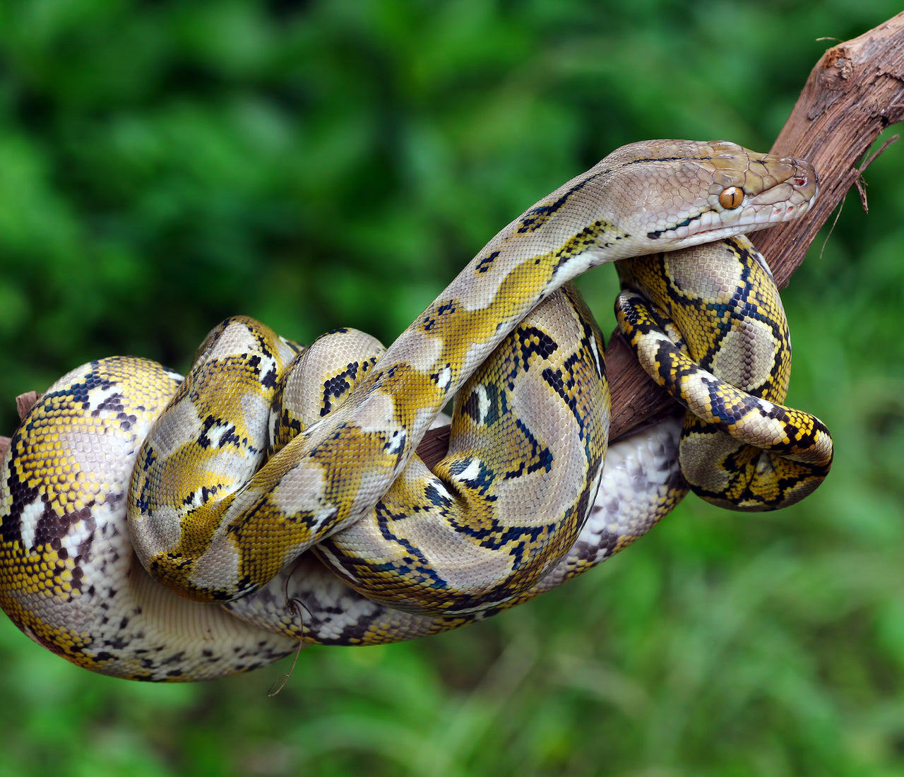 Underrated Reptile Species That Make GREAT Pets! – Zen Habitats