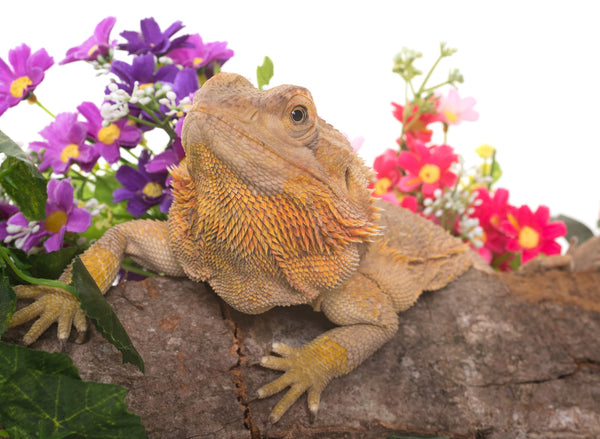 Edible Flowers for Pet Reptiles!