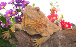 Edible Flowers for Pet Reptiles!