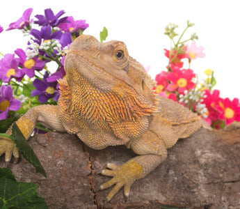 Edible Flowers for Pet Reptiles!