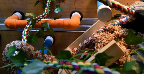 Basics of Providing Enrichment For Snakes