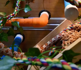 Basics of Providing Enrichment For Snakes