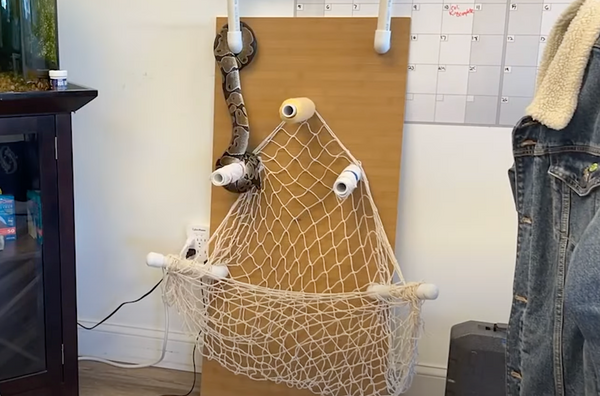 Enriching Your Reptile's Life - Basics of Providing Enrichment For Your Reptiles