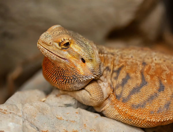 The Dangers of Reptile Obesity