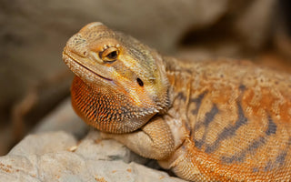 The Dangers of Reptile Obesity