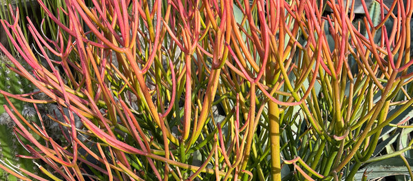 DON'T Use These Dangerous Plants in Your Reptile's Enclosure!!