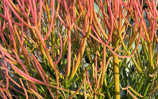 DON'T Use These Dangerous Plants in Your Reptile's Enclosure!!