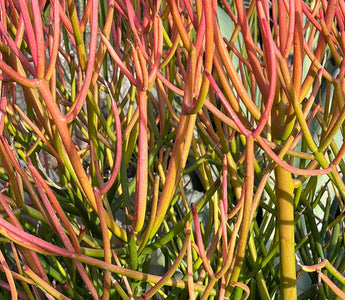DON'T Use These Dangerous Plants in Your Reptile's Enclosure!!