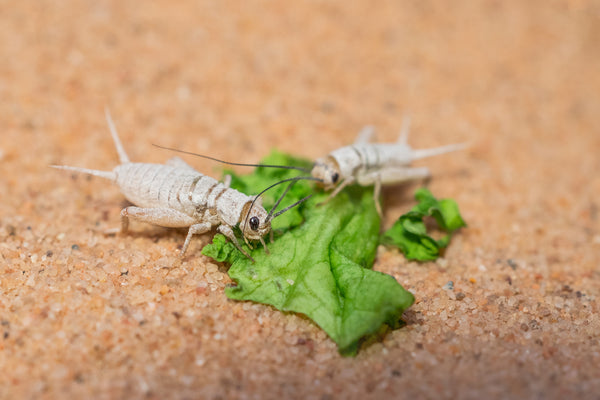 Complete Guide To Gutloading Insects For Your Reptiles | Zen Habitats