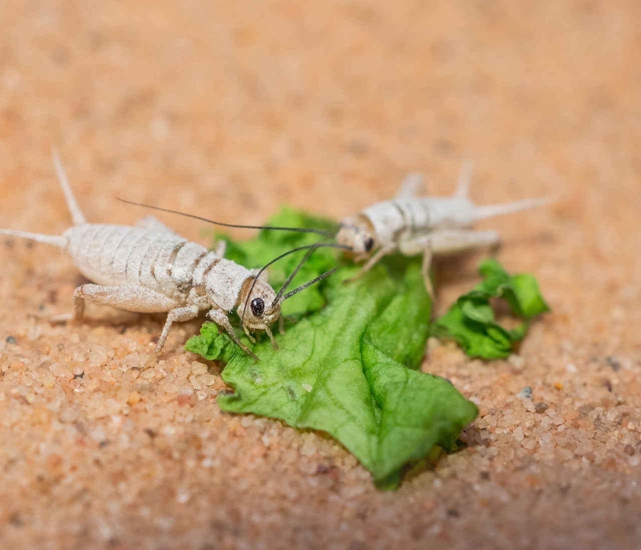 Complete Guide To Gutloading Insects For Your Reptiles | Zen Habitats