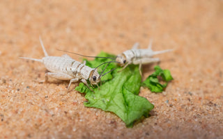 Complete Guide To Gutloading Insects For Your Reptiles | Zen Habitats