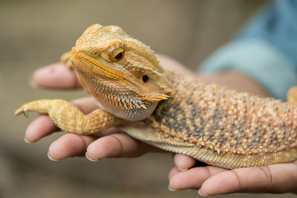 5 Common Mistakes that Bearded Dragon Owners Make!