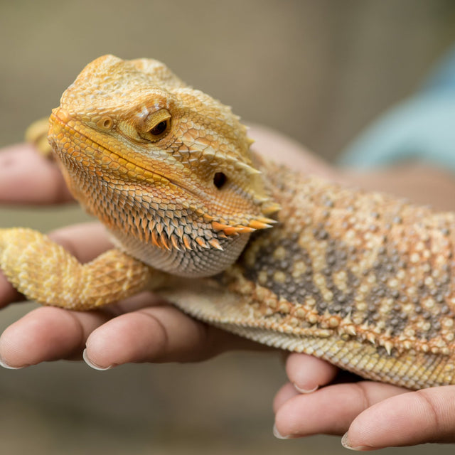Do Bearded Dragons Make Good Pets Do Bearded Dragons Make Good First Pets? | Zen Habitats
