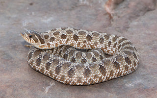 Hognose Snake Care Sheet | ReptiFiles