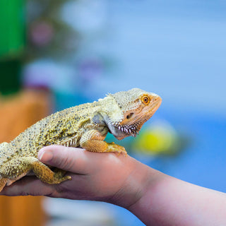 Why Reptile Expos Are SO Important!