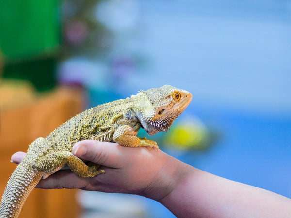 Why Reptile Expos Are SO Important!