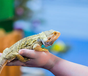 Why Reptile Expos Are SO Important!