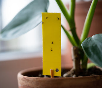 Get Rid of Fungus Gnats in Reptile Enclosures | No Chemicals