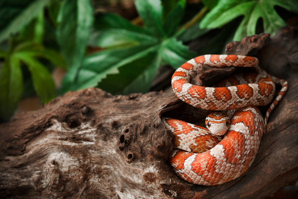 3 Simple Tips On Keeping Your Pet Snake Secure In A Zen Habitats Enclosure