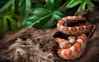 3 Simple Tips On Keeping Your Pet Snake Secure In A Zen Habitats Enclosure