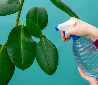 How to Quarantine Terrarium Plants for Reptile Enclosures