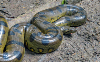 Reptile Myths That Just WON'T Die!