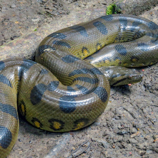 Reptile Myths That Just WON'T Die!
