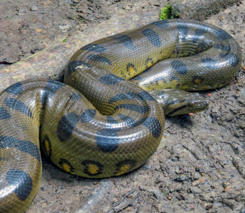 Reptile Myths That Just WON'T Die!
