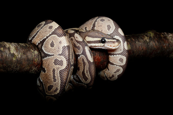 How to Tell If Your Pet Snake Is Healthy