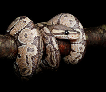 How to Tell If Your Pet Snake Is Healthy