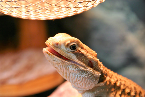Understanding UV Light and Infrared in Reptile Husbandry | UVA/UVB/UVC & IRA/IRC