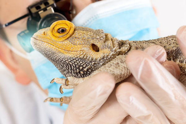 How to Prevent and Treat MBD in Reptiles | Metabolic Bone Disease