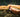 Corn Snake Ultimate Shopping List | Everything You Need to Get Started!