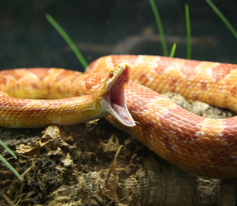 Corn Snake Ultimate Shopping List | Everything You Need to Get Started!