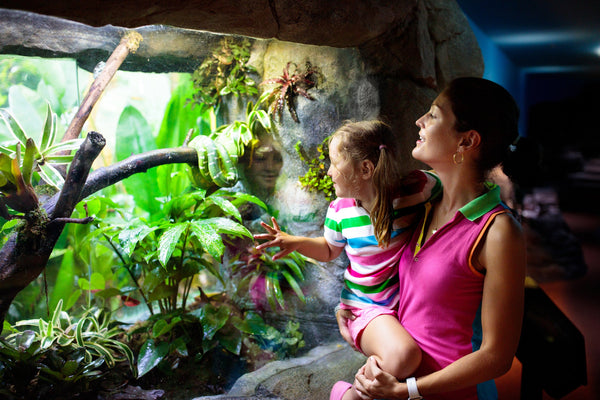 A Guide to Humane Care for Reptiles | The Five Freedoms of Animal Welfare