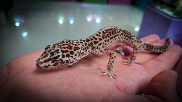 Understanding Cryptosporidium in Reptiles: What It Is, Testing, Quarantine, and Risks