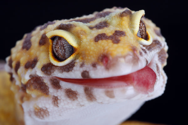 Leopard Gecko Care Sheet | Reptifiles