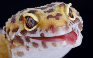 Leopard Gecko Care Sheet | Reptifiles