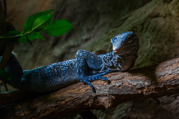 What Is a Bioactive Reptile Enclosure?